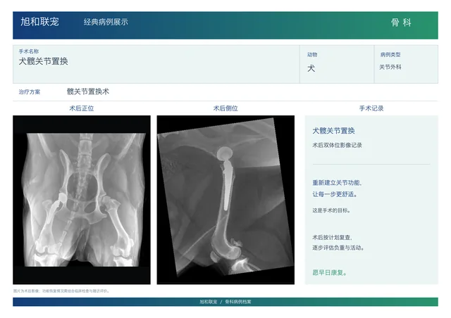 犬髋关节置换病例展示图
