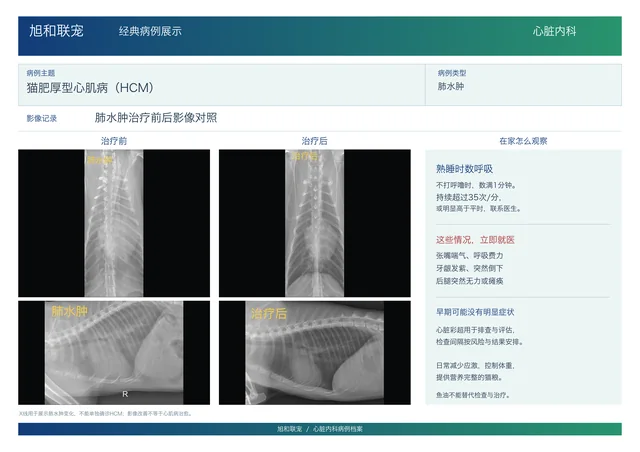 猫肥厚型心肌病 · 影像记录病例展示图